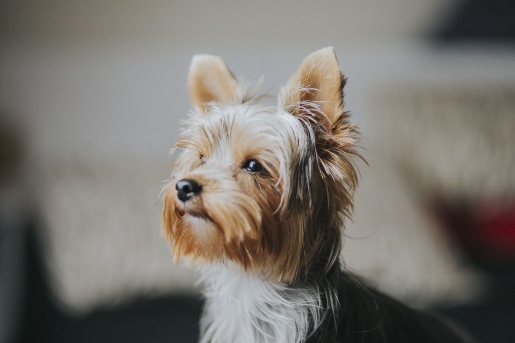 Facts about Yorkshire terrier Dogs