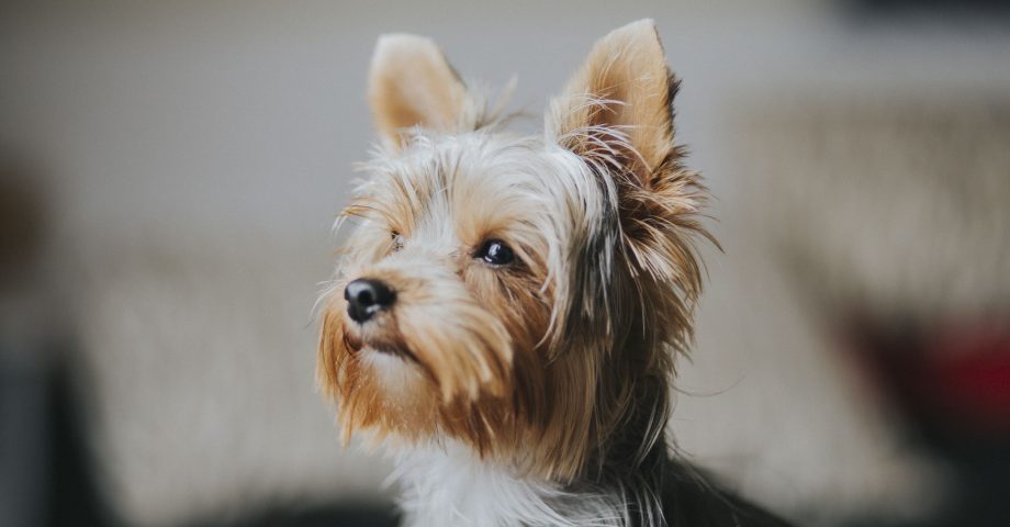 Facts about Yorkshire terrier Dogs