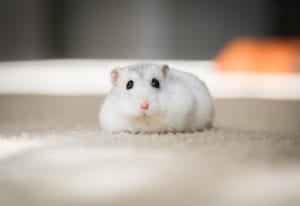 a white pet hamster