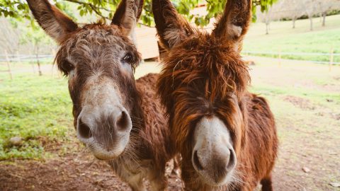 Fun facts about Donkeys