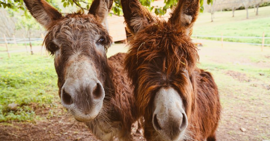 Fun facts about Donkeys