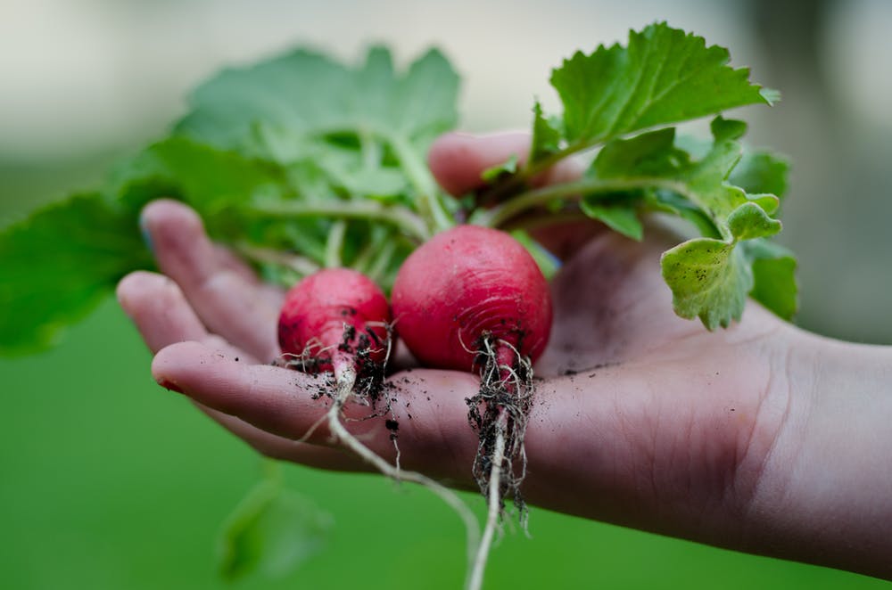 Hints Vegetable Growing Facts