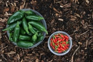 Hot facts about Chilli