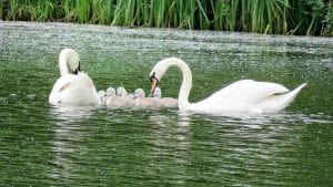 Interesting facts about swans