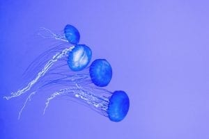 Jellyfish facts