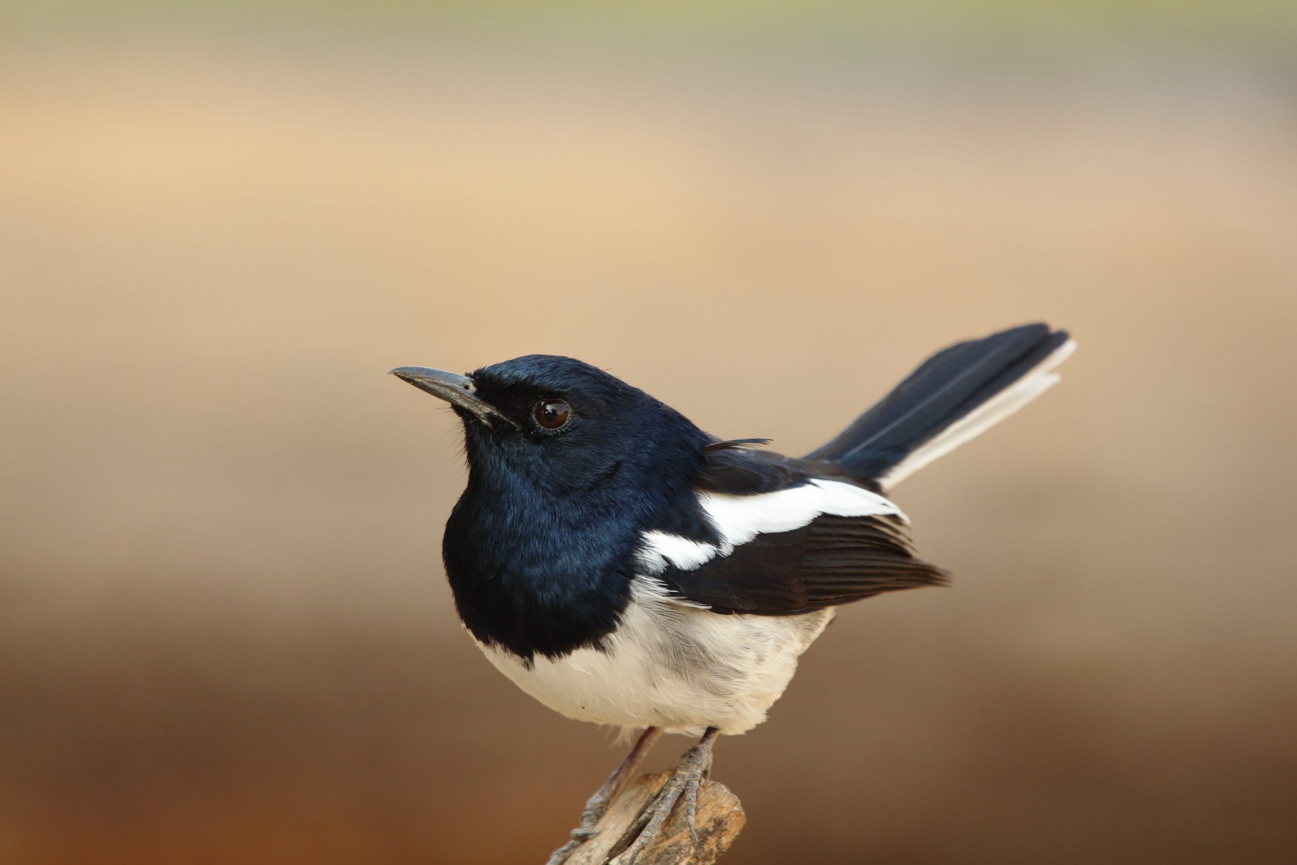 Magpie Facts