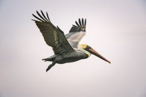 Pelican Facts