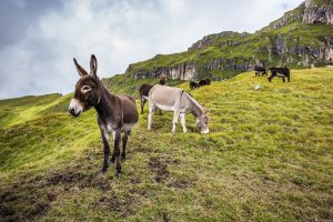 Donkeys on a hillside