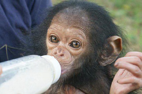 baby chimpanzee