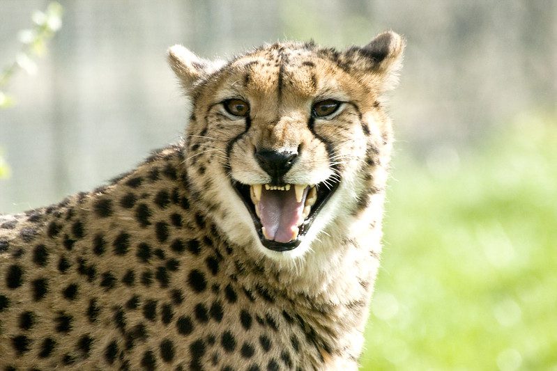 smiling cheetah