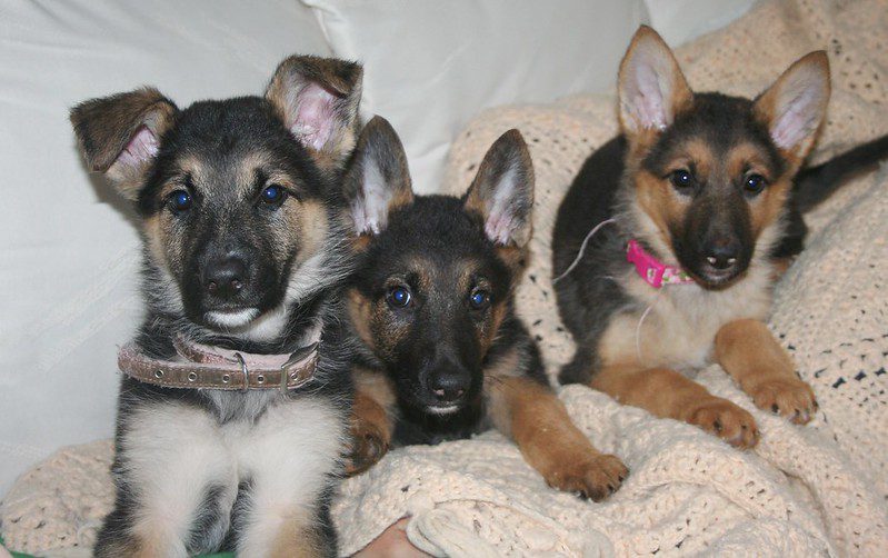 German Shepherd puppies