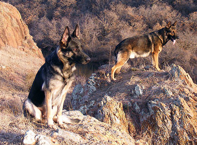 A German Shepherd bitch and a dog