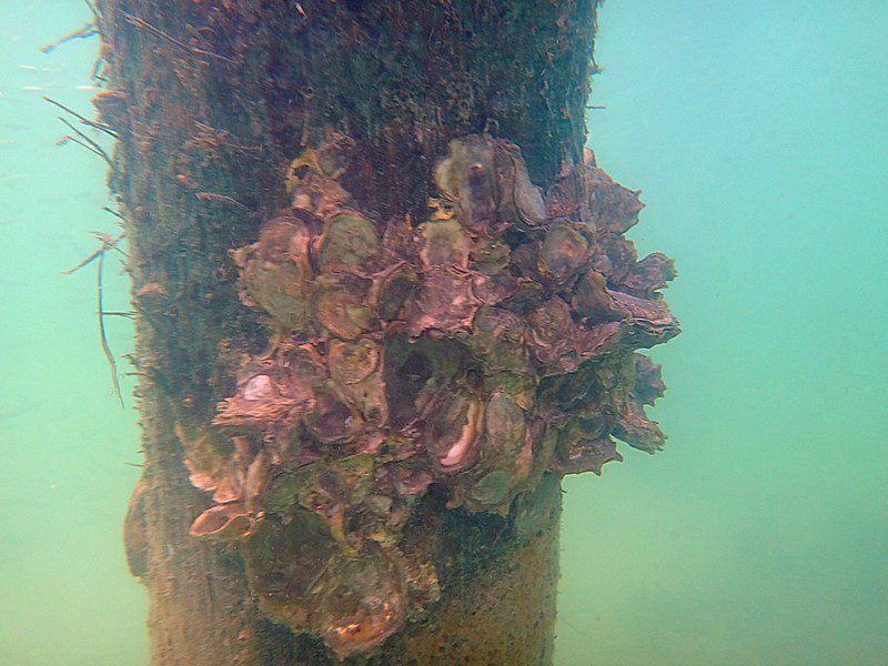 oysters under the sea