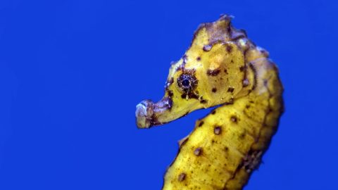 close up of a seahorse