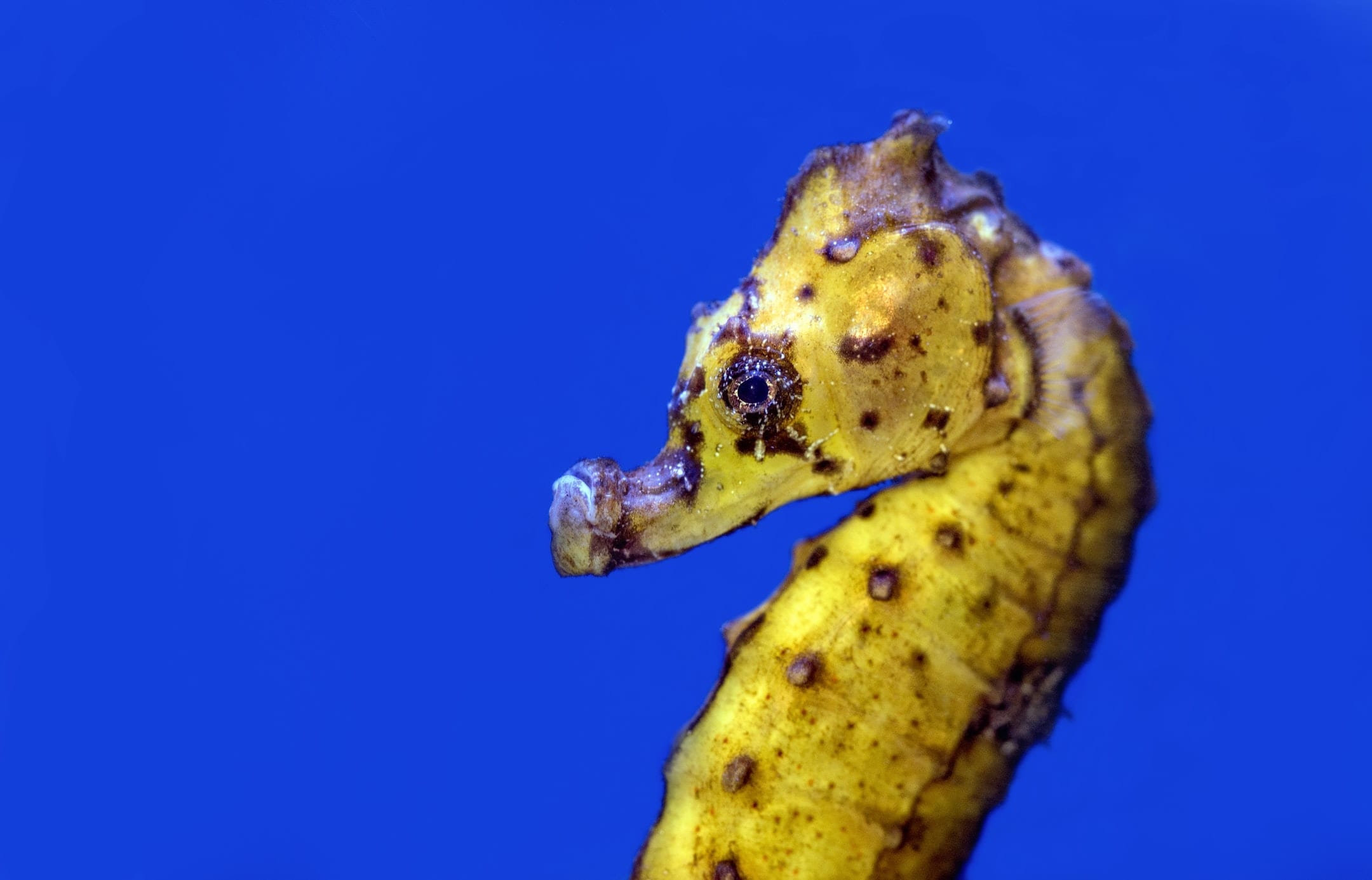14 Sensational Facts About Seahorses