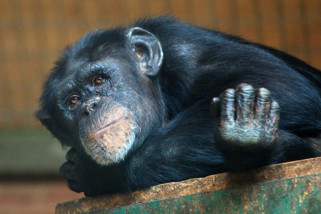 fun facts about Chimpanzees