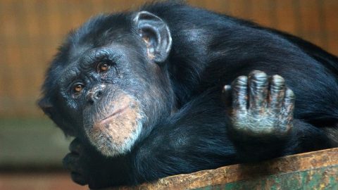 fun facts about Chimpanzees