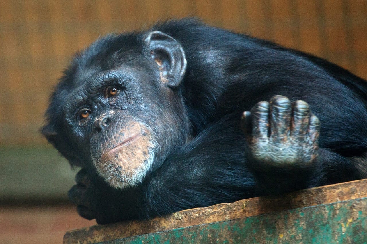 15 Charming Facts About Chimpanzees