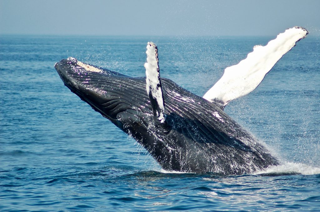 whale jumping out the water