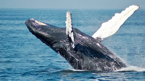 whale jumping out the water