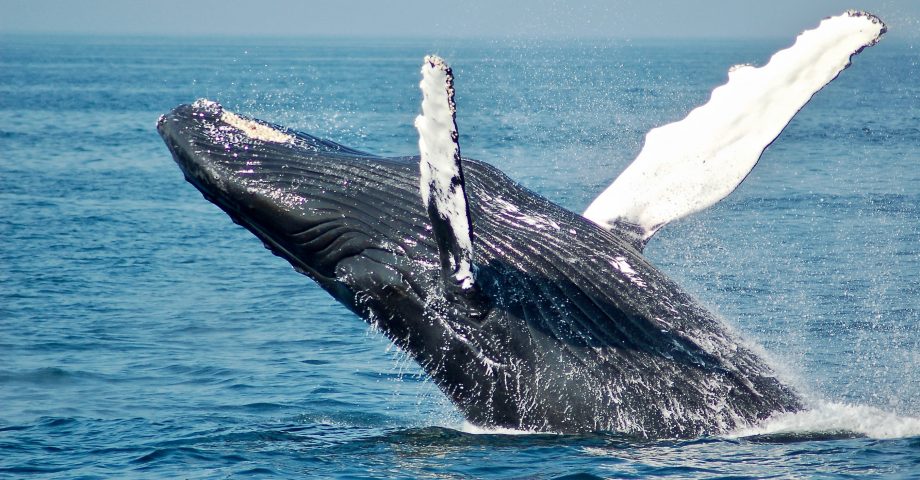 whale jumping out the water