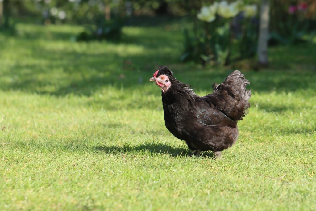 funny facts about chickens