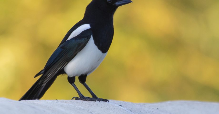 interesting facts about Magpies