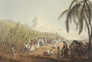 Slaves cutting the sugar cane. Antigua, 1823