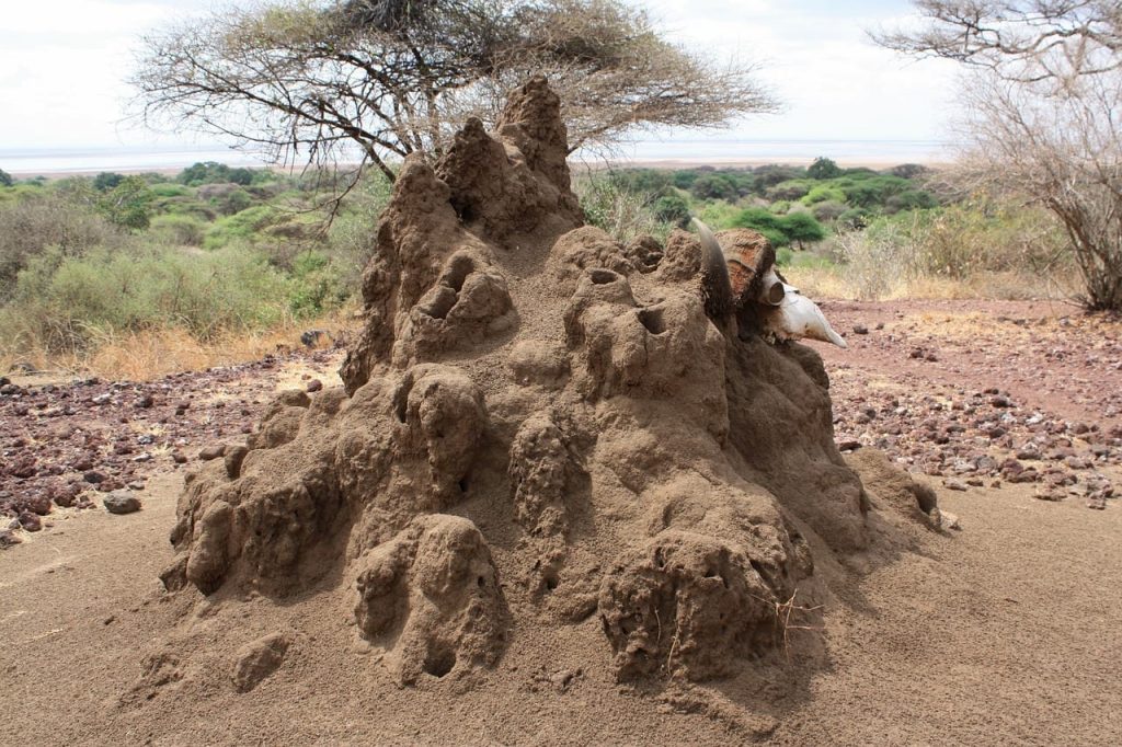 termite colony