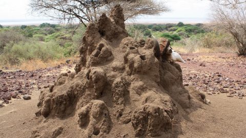 termite colony