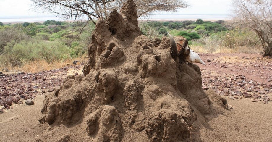 termite colony