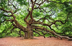 A beautiful old oak tree in full leaf