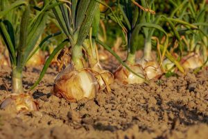 onions growing in a field