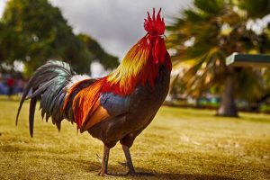 A brightly coloured rooster