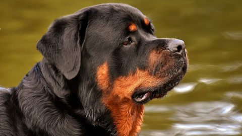 Facts about Rottweilers