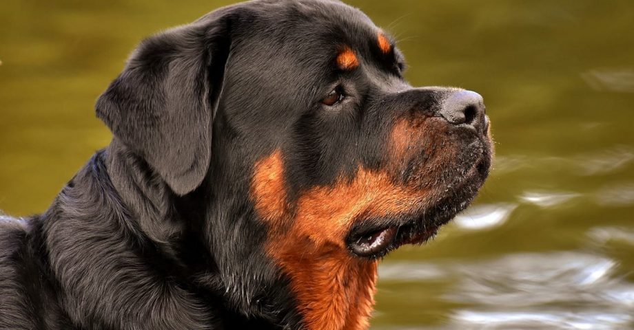 Facts about Rottweilers