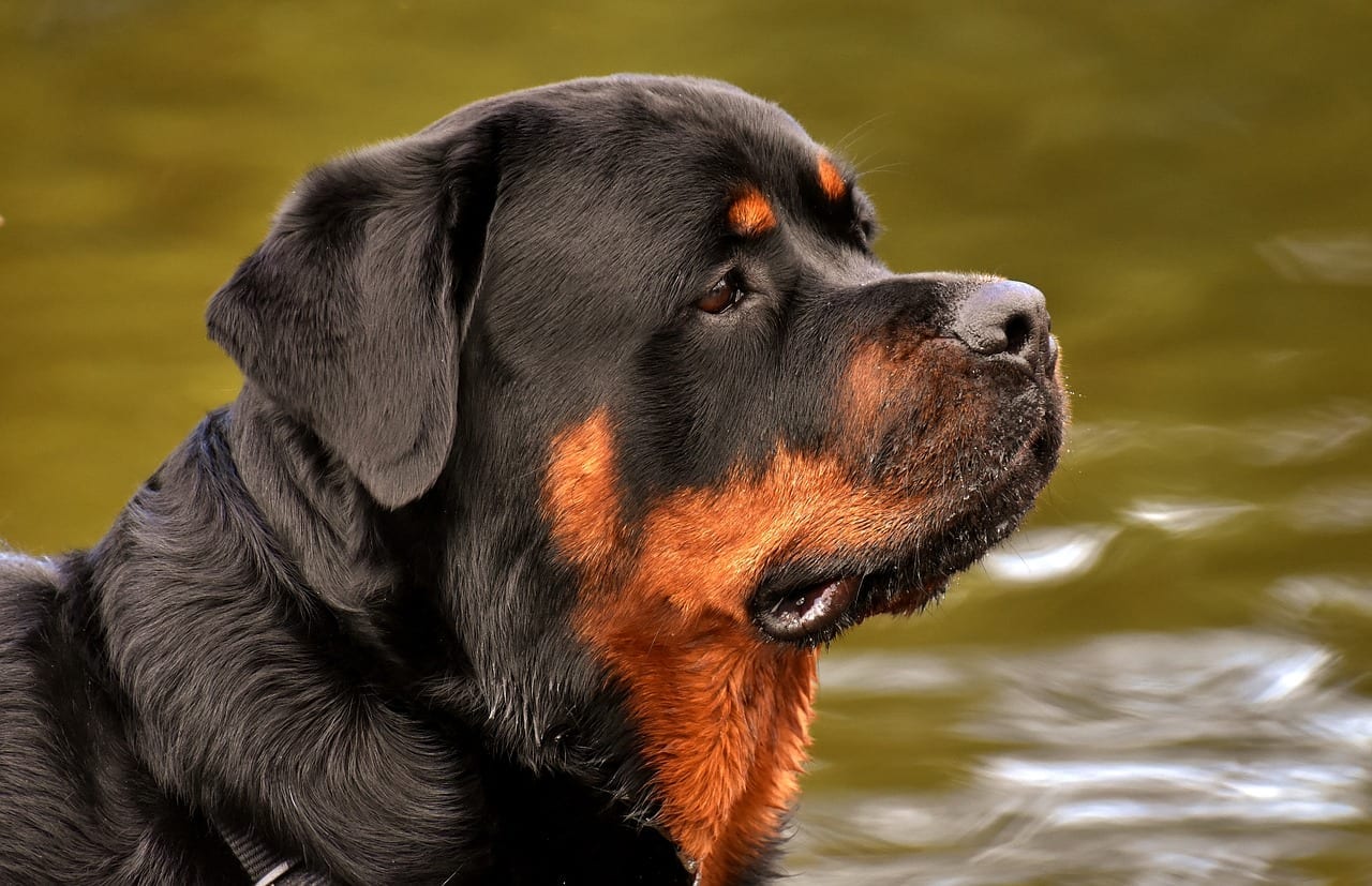 11 Remarkable Facts about Rottweilers