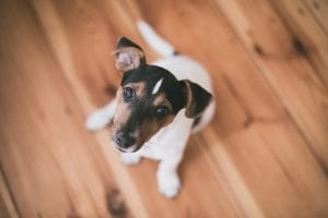 Fun Jack Russell Terrier Dog Facts