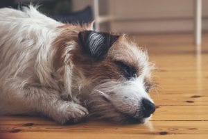 Long haired Jack Russell sleeping