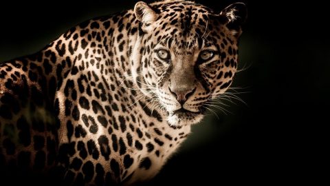 Interesting facts about Leopards