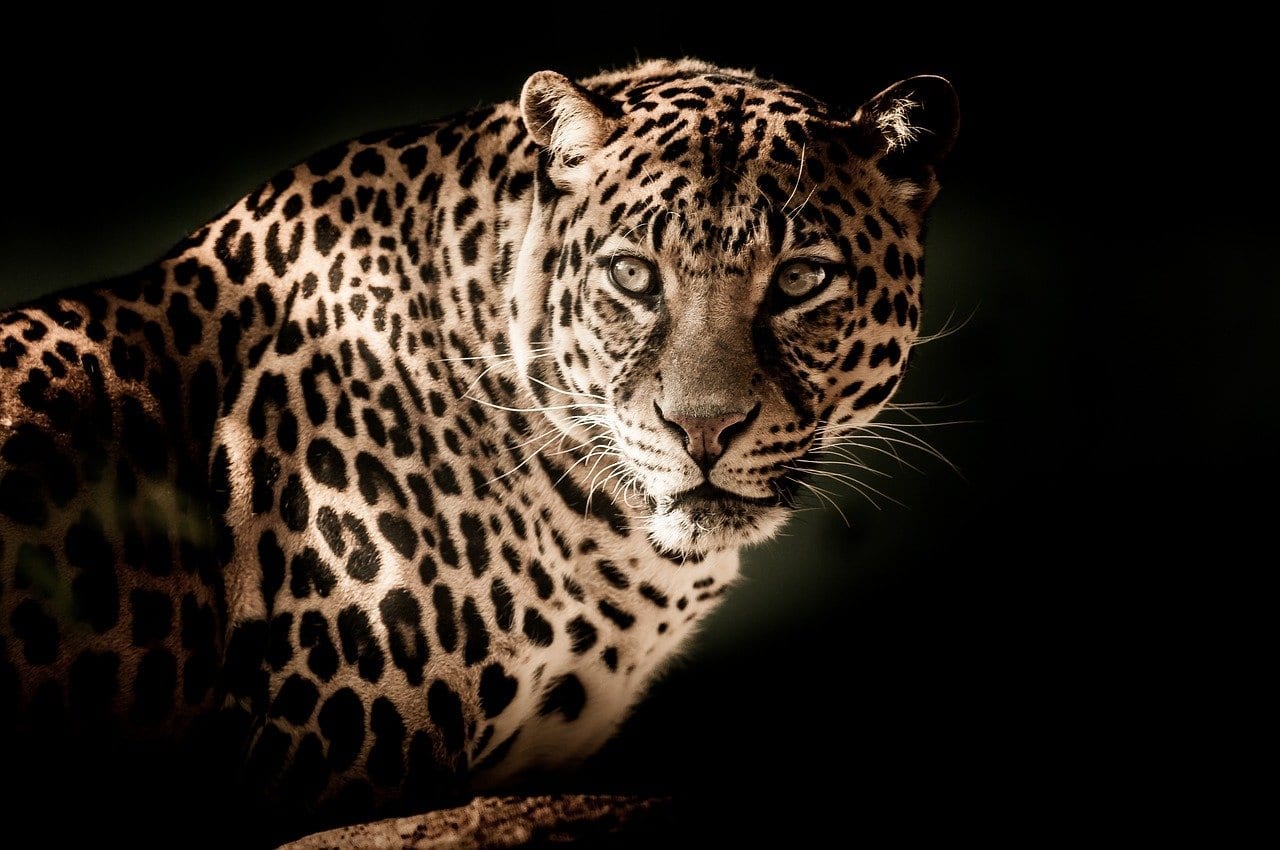13 Spot-On Facts About Leopards