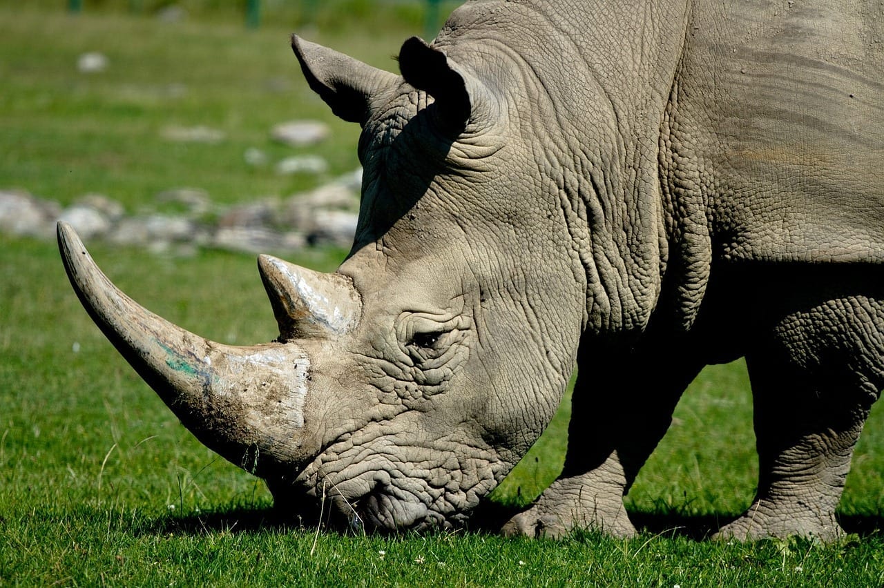 World Rhino Day