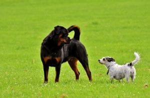 Interesting facts about Rottweiler dogs