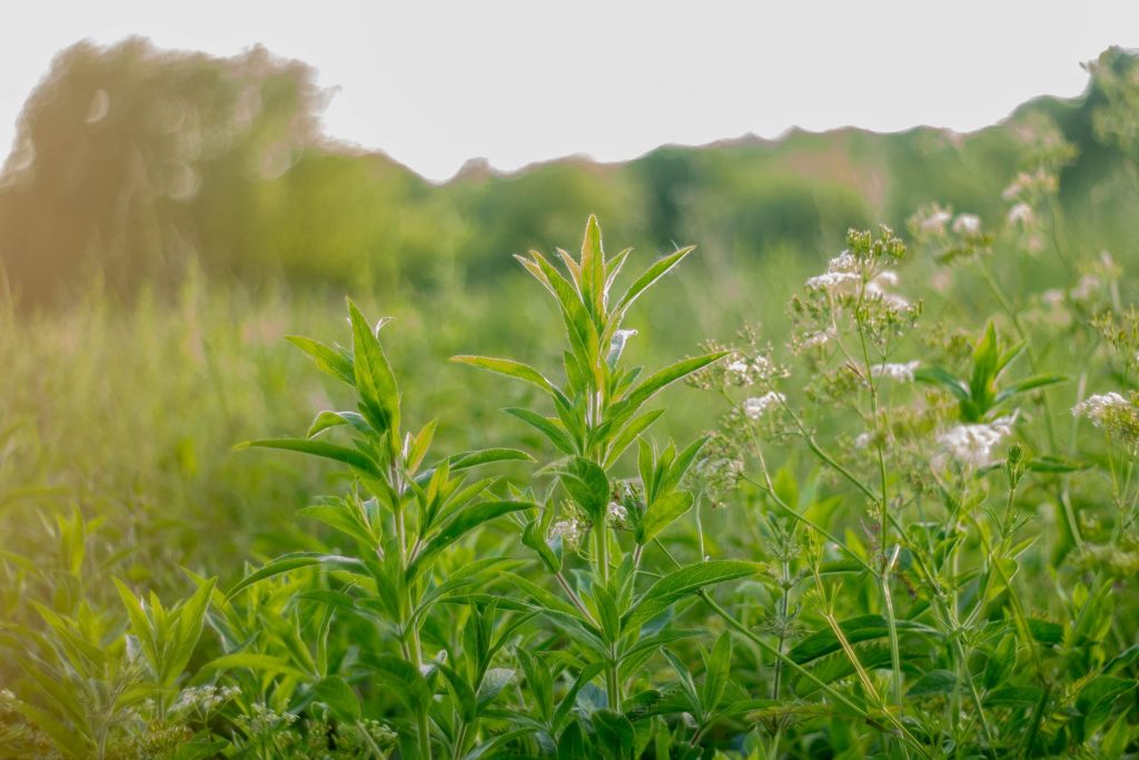 Natural Medicines You Didn’t Know Were in Your Garden