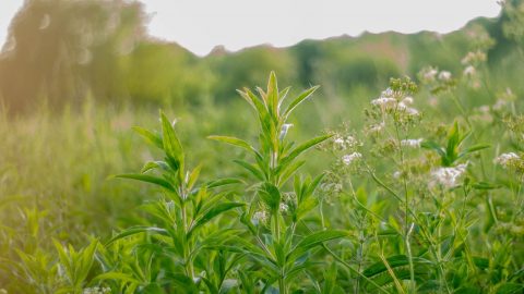 Natural Medicines You Didn’t Know Were in Your Garden