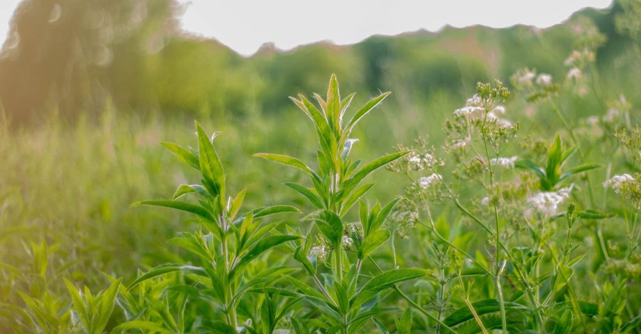 Natural Medicines You Didn’t Know Were in Your Garden