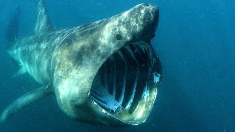 Basking shark