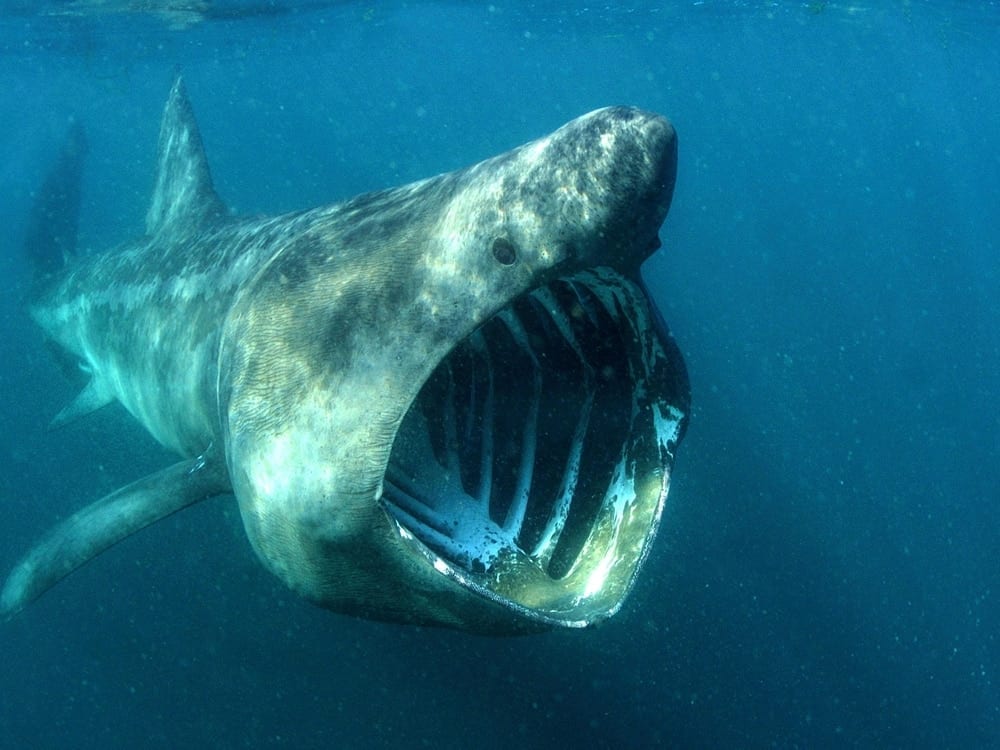 Basking shark