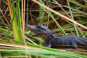 Alligator in the swampy Everglades