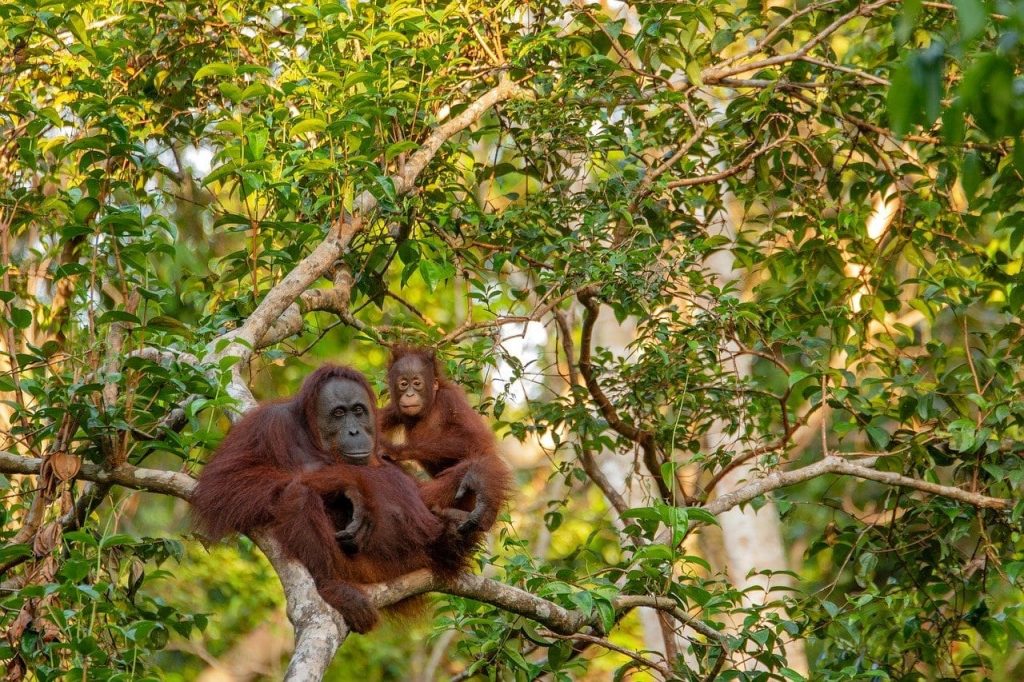 facts about Borneo